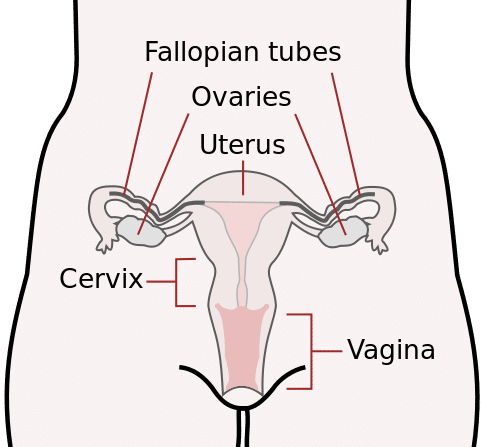 CDC, Mysid Female Cervix (Public Domain)