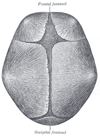 Infant at birth, showing the anterior and posterior fontanelles.