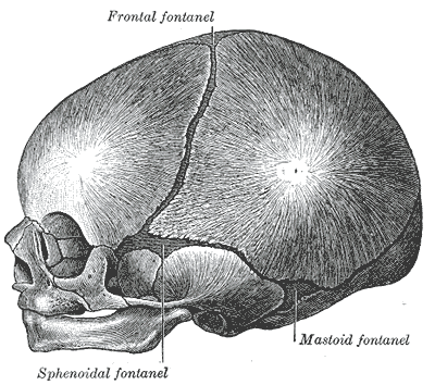 Infant skull at birth, showing the lateral fontanelles. Gray's Anatomy Public Domain