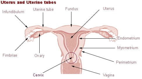 The female reproductive system. Public Domain