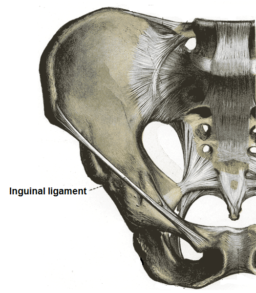 Inguinal Ligament Location