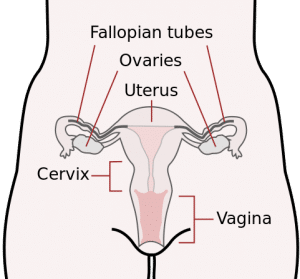 medical illustration of the fallopian tubes