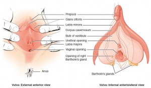 medical diagram showing the labia