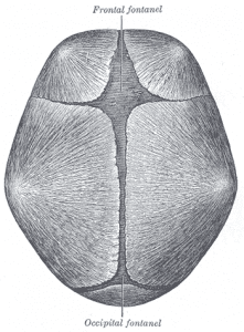 medical illustration of Infant at birth, showing the anterior and posterior fontanelles.
