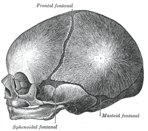 medical illustration of Infant skull at birth, showing the lateral fontanelles.