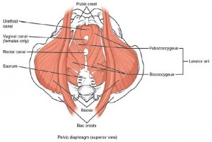 medical illustration of the pelvic floor muscles