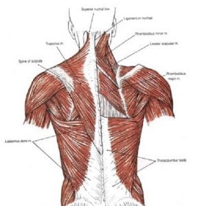 A medical diagram of the back muscles.