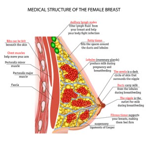 A medical diagram showing the structure of the female breast.