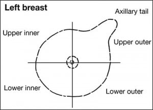 diagram of the breast