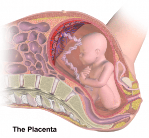 Medical illustration of the placenta, the womb and the umbillical cord in action